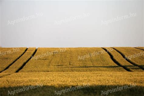 Időjárás itt: Mezőhék, Jász